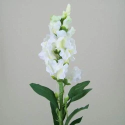 Snapdragon Ivory 59cm - S043 AA2