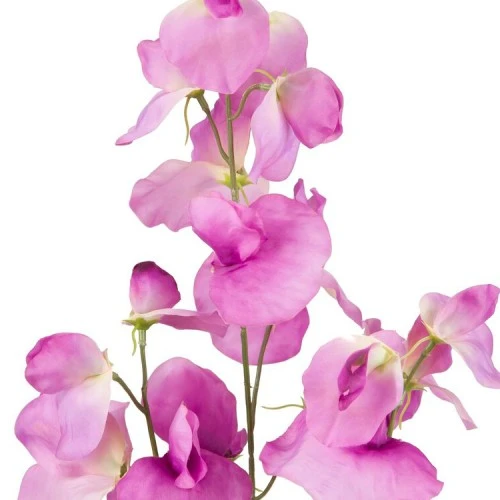 Carousel Sweet Peas Magenta Pink 74cm - S075 Q2