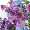 Carousel Sweet Peas Purple 74cm - S082 Q2