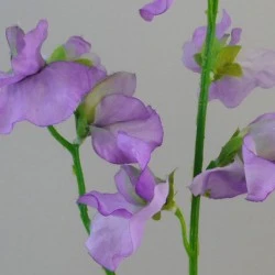 Sweet Peas Stem Lilac - S121 R2