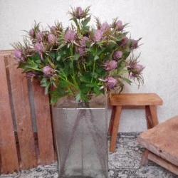 Wild Sea Holly Thistles Purple 67cm - E021 FF1