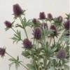 Artificial Thistles Purple 77cm - T049 