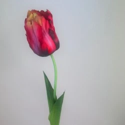 Artificial Parrot Tulips Red 69cm  - T073 R1