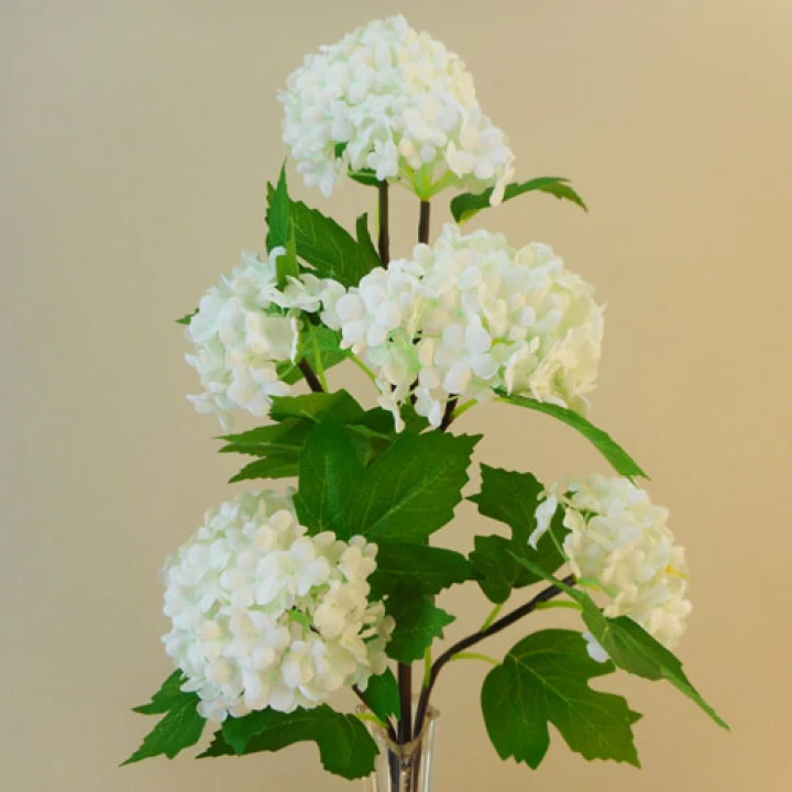Viburnum