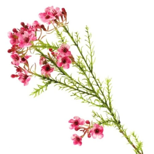 Artificial Wax Flowers Pink 67cm - W048 T2