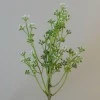 Short Stem Artificial Wax Flower Buds White 36cm - W069 II1
