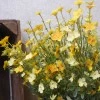 Artificial Wild Flower Plants Yellow 45cm - W009 T1